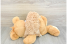Maltipoo Puppy for Adoption