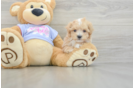 Maltipoo Pup Being Cute