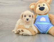 8 week old Maltipoo Puppy For Sale - Simply Southern Pups