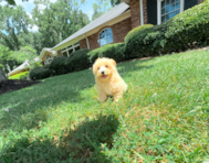 9 week old Maltipoo Puppy For Sale - Simply Southern Pups