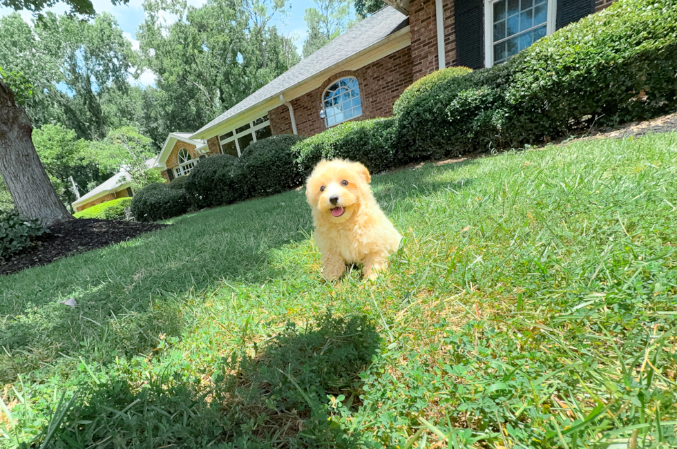9 week old Maltipoo Puppy For Sale - Simply Southern Pups