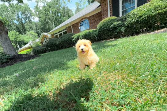 Best Maltipoo Baby