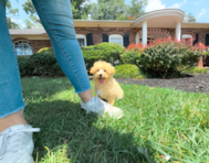 11 week old Maltipoo Puppy For Sale - Simply Southern Pups