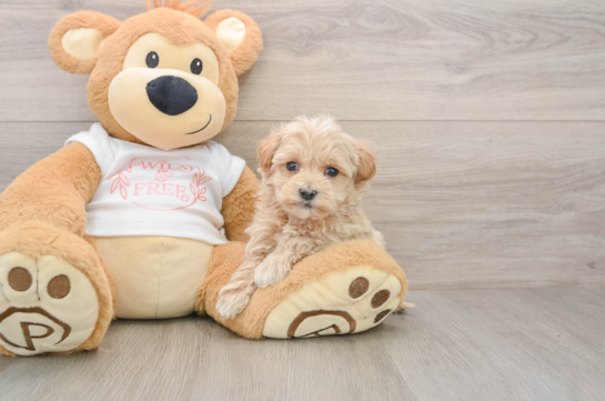 Petite Maltipoo Poodle Mix Pup