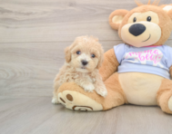 9 week old Maltipoo Puppy For Sale - Simply Southern Pups