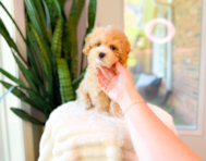 10 week old Maltipoo Puppy For Sale - Simply Southern Pups
