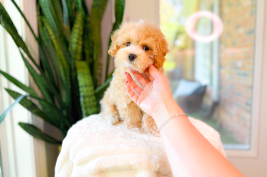 Cute Malt a Poo Poodle Mix Puppy