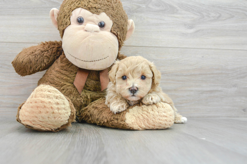6 week old Maltipoo Puppy For Sale - Simply Southern Pups