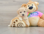 8 week old Maltipoo Puppy For Sale - Simply Southern Pups