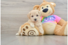 Popular Maltipoo Poodle Mix Pup