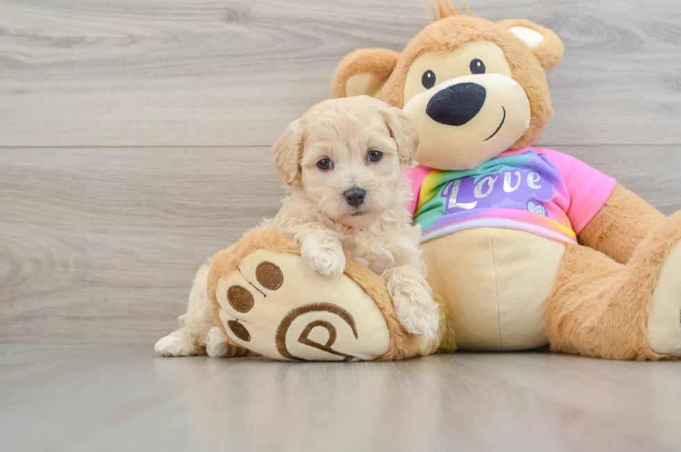 8 week old Maltipoo Puppy For Sale - Simply Southern Pups