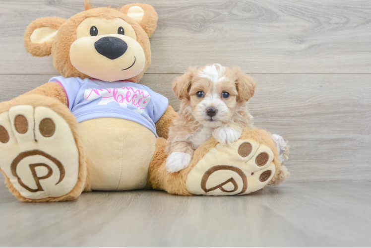 Friendly Maltipoo Baby