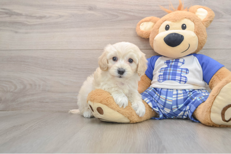 Maltipoo Pup Being Cute