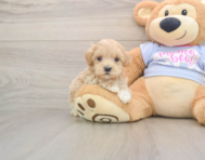 8 week old Maltipoo Puppy For Sale - Simply Southern Pups