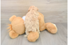Friendly Maltipoo Baby