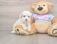 7 week old Maltipoo Puppy For Sale - Simply Southern Pups