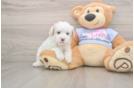 Maltipoo Puppy for Adoption