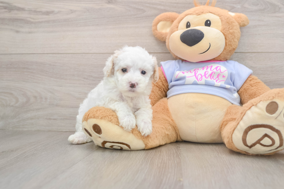 Maltipoo Puppy for Adoption