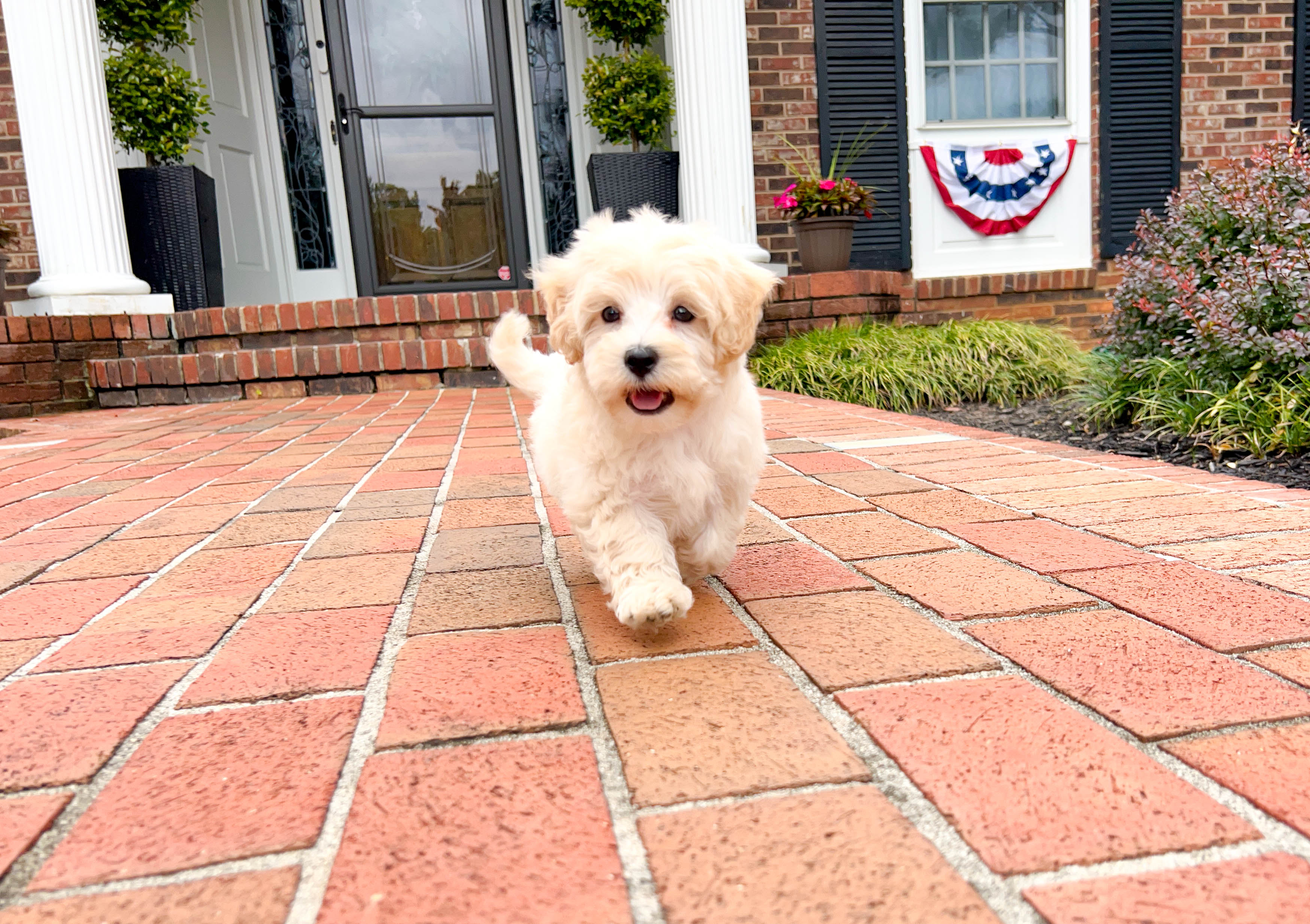 Shops maltipoo poodle mixes