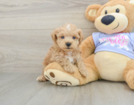 8 week old Maltipoo Puppy For Sale - Simply Southern Pups