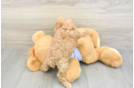 Best Maltipoo Baby