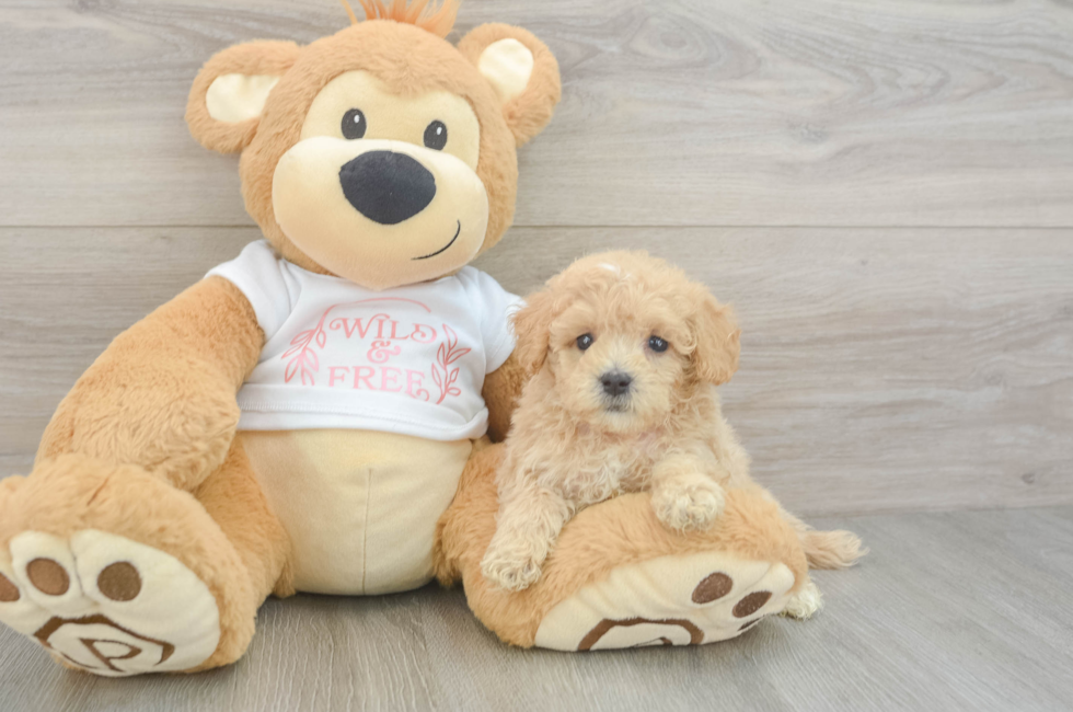 6 week old Maltipoo Puppy For Sale - Simply Southern Pups