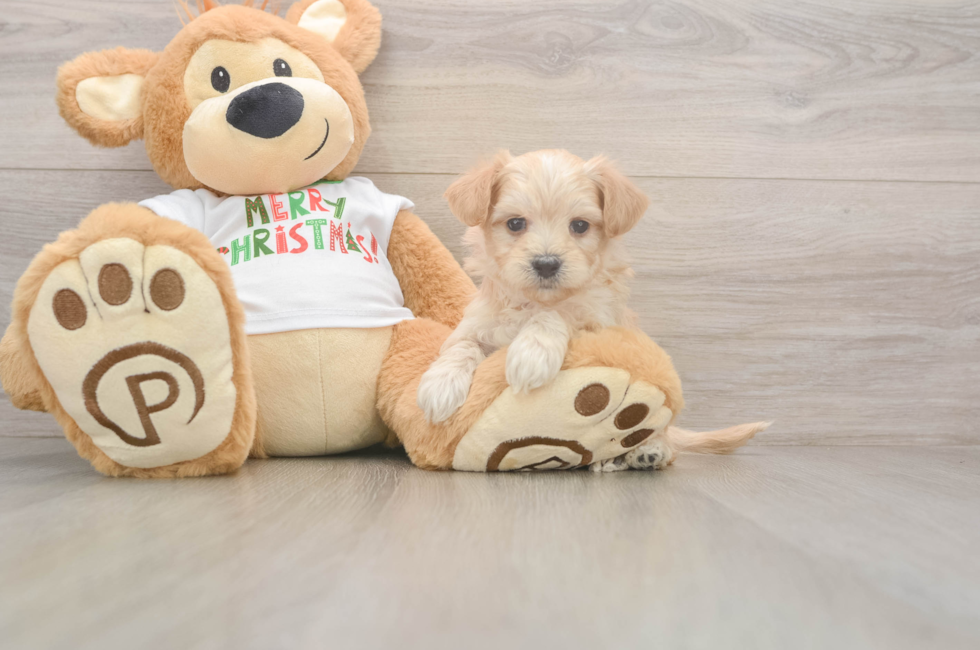 5 week old Maltipoo Puppy For Sale - Simply Southern Pups