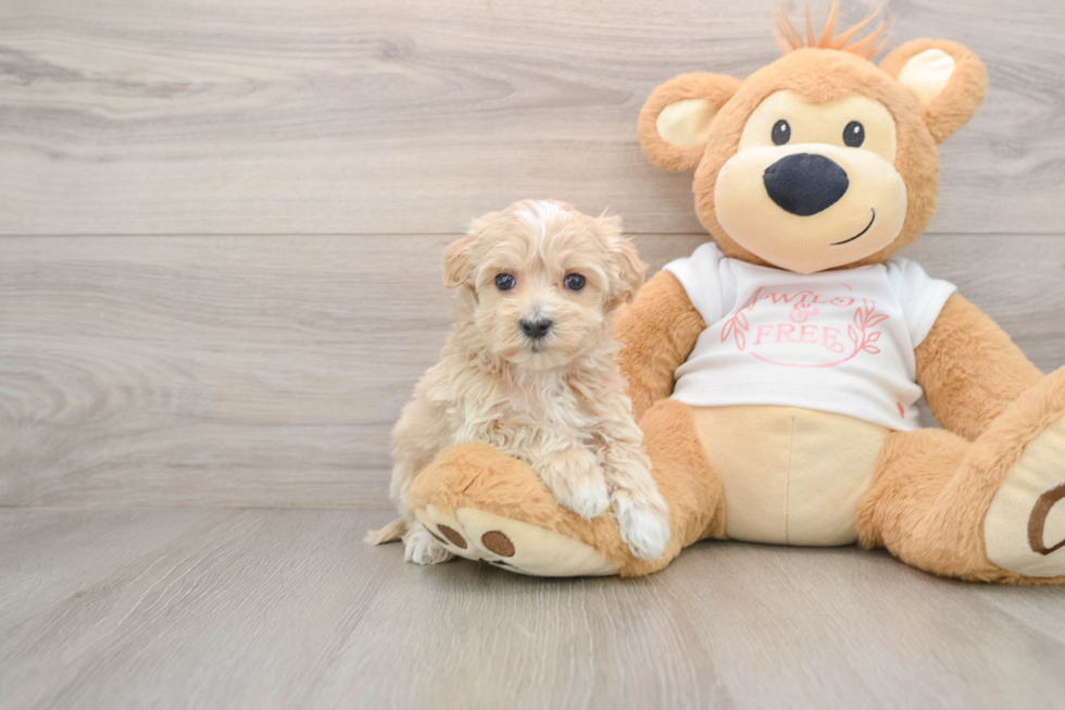Energetic Multipoo Poodle Mix Puppy