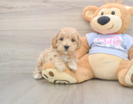 8 week old Maltipoo Puppy For Sale - Simply Southern Pups