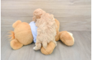 Best Maltipoo Baby