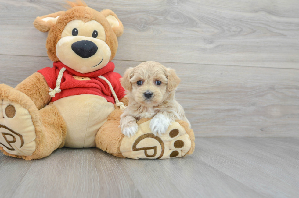6 week old Maltipoo Puppy For Sale - Simply Southern Pups