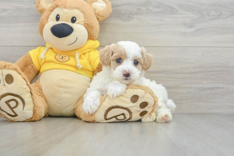 Maltipoo Puppy for Adoption