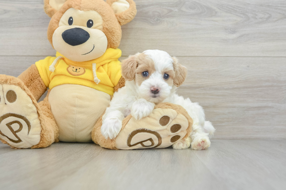 5 week old Maltipoo Puppy For Sale - Simply Southern Pups