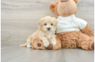 Best Maltipoo Baby