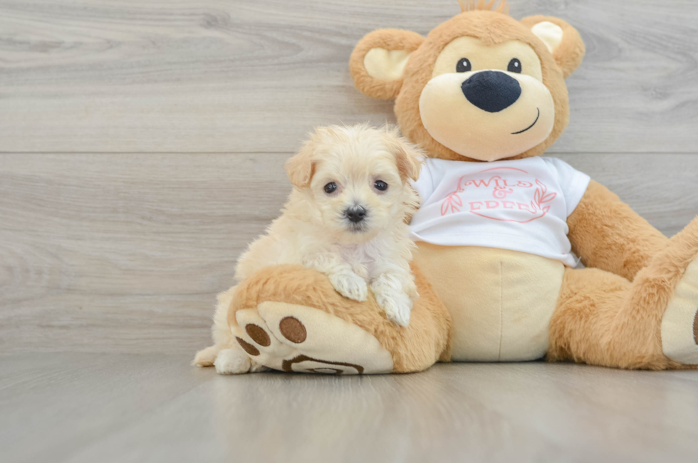 6 week old Maltipoo Puppy For Sale - Simply Southern Pups