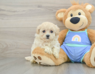 9 week old Maltipoo Puppy For Sale - Simply Southern Pups