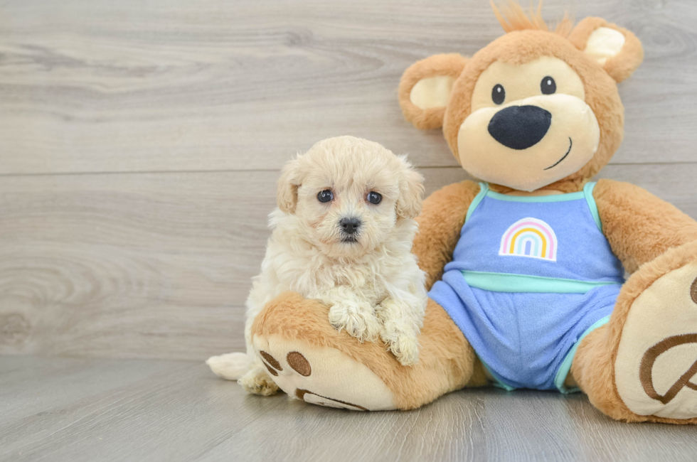 5 week old Maltipoo Puppy For Sale - Simply Southern Pups
