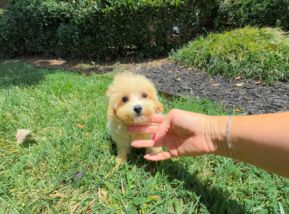 Cute Malt a Poo Poodle Mix Puppy