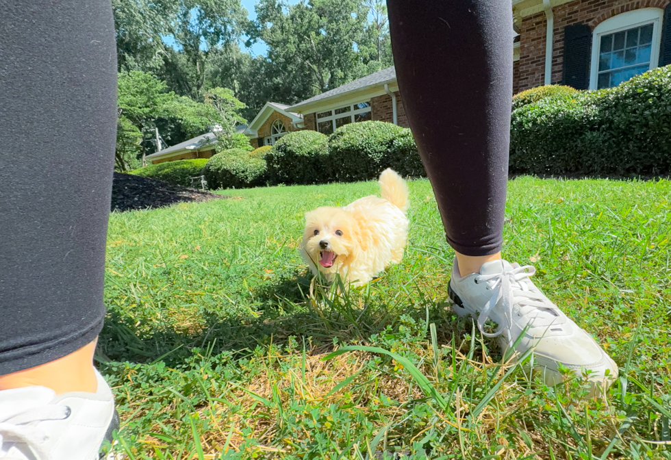 Cute Maltipoo Baby