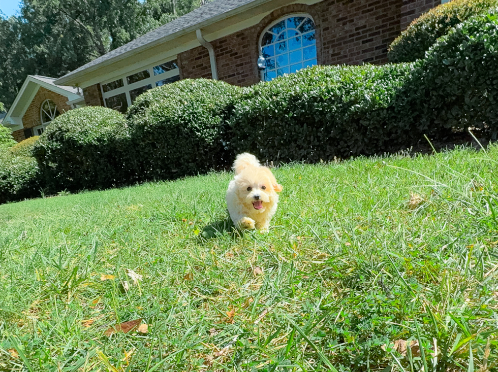 Cute Maltipoo Baby