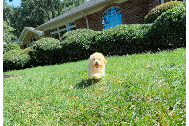 Cute Malt a Poo Poodle Mix Puppy