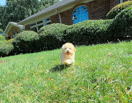 10 week old Maltipoo Puppy For Sale - Simply Southern Pups