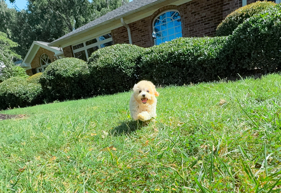 Cute Malt a Poo Poodle Mix Puppy