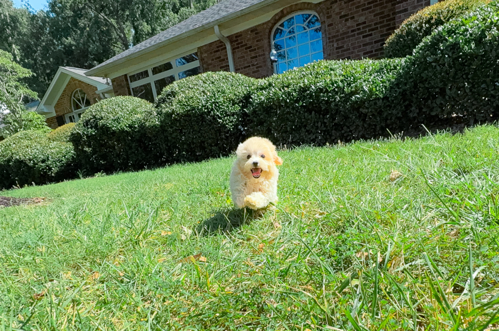 10 week old Maltipoo Puppy For Sale - Simply Southern Pups