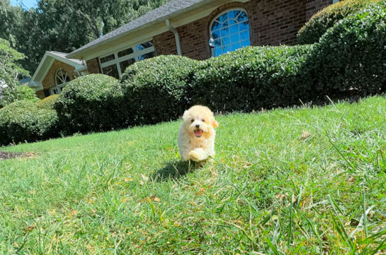 Cute Malt a Poo Poodle Mix Puppy
