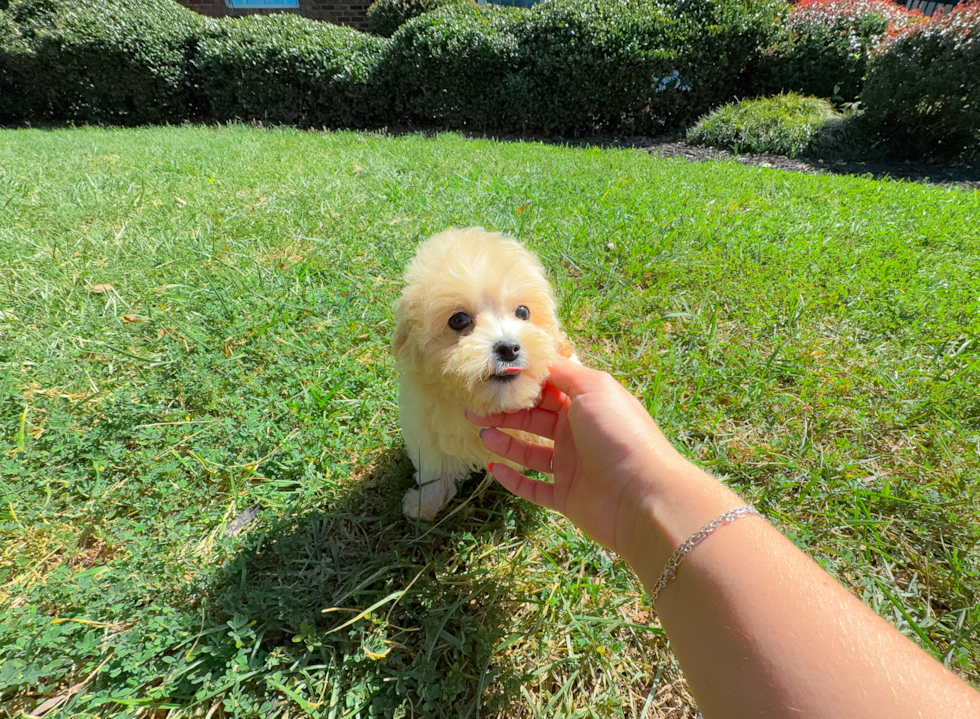 Cute Malt a Poo Poodle Mix Puppy