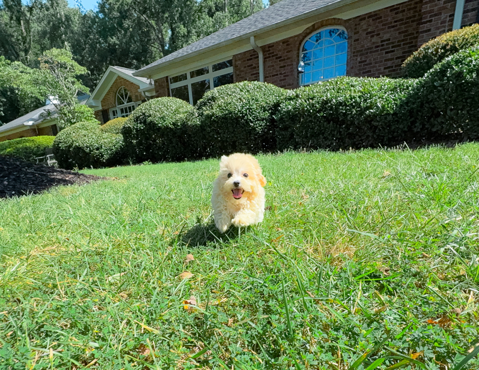 Cute Maltipoo Poodle Mix Pup