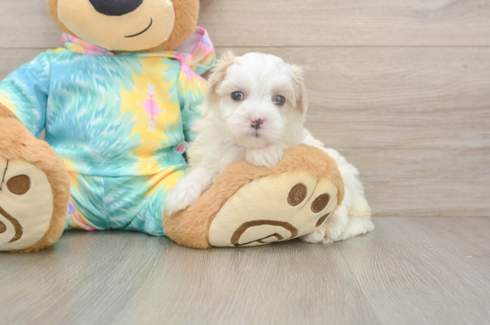 5 week old Maltipoo Puppy For Sale - Simply Southern Pups