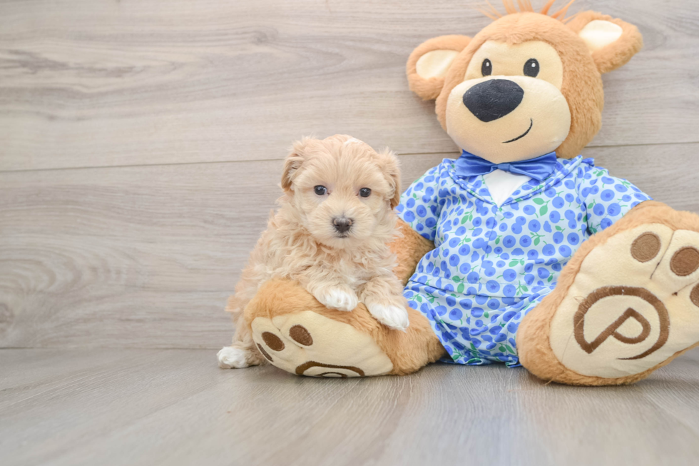 Petite Maltipoo Poodle Mix Pup