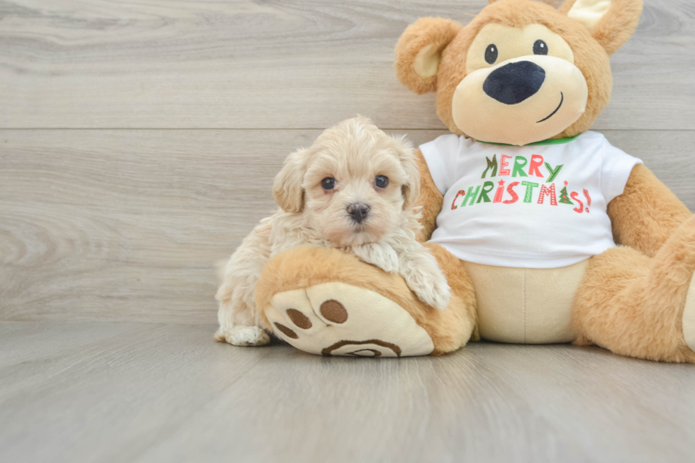 Maltipoo Pup Being Cute